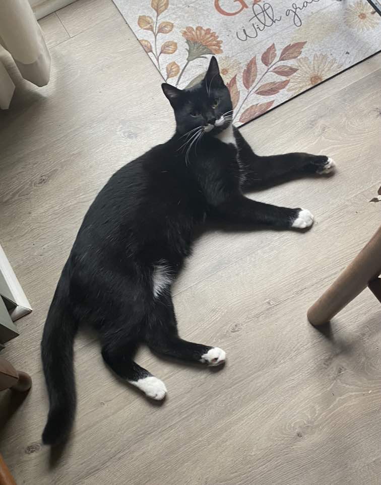 Enlarge Benjamin Buttons, a Adoptable Domestic Medium Hair in Louisville, KY image 3/5