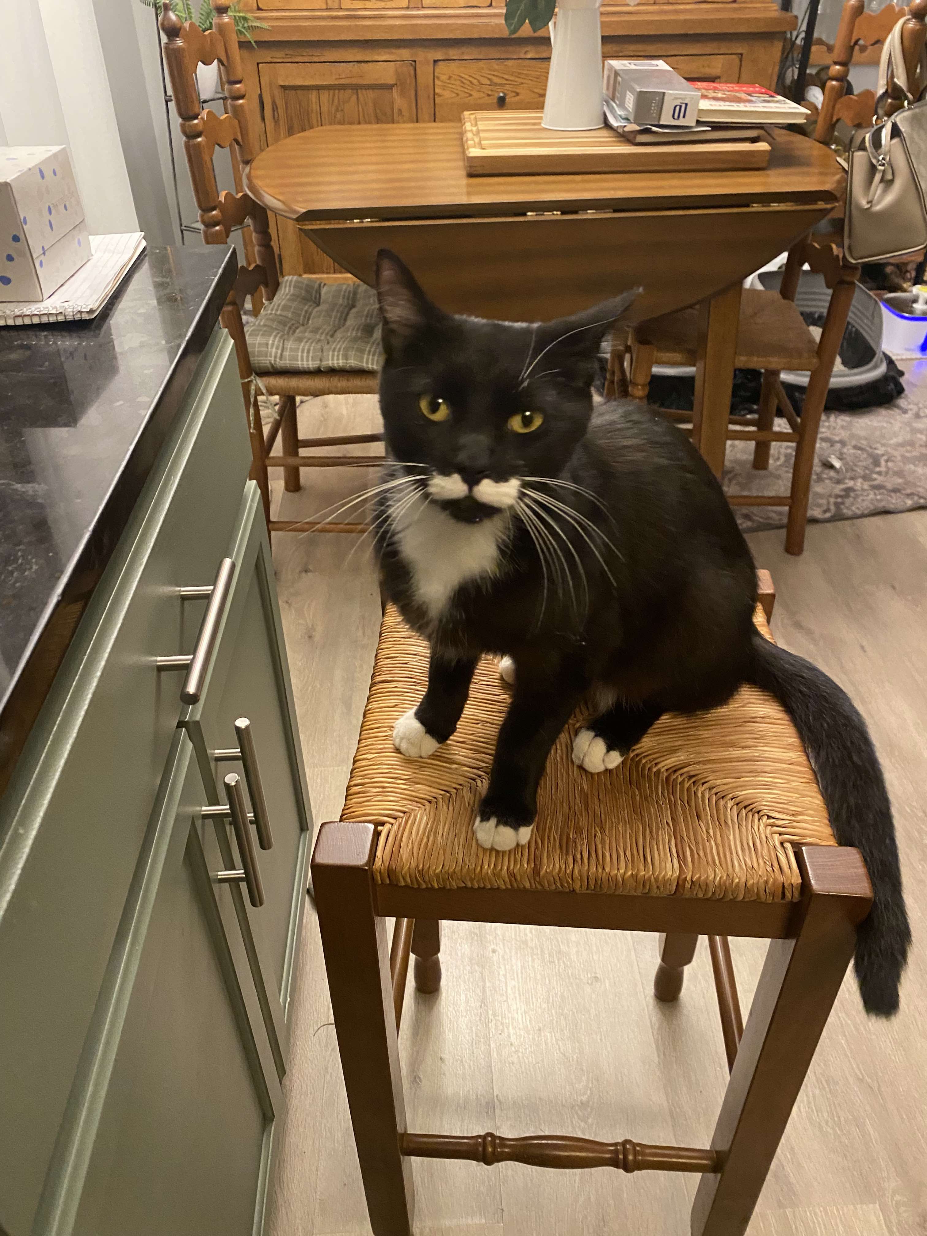 Benjamin Buttons, Adoptable, Adult Male Domestic Medium Hair.