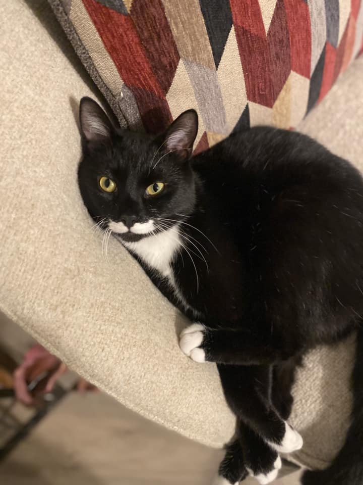 Enlarge Benjamin Buttons, a Adoptable Domestic Medium Hair in Louisville, KY image 5/5