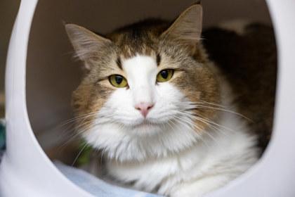 Nutmeg, Adoptable, Young Male Domestic Medium Hair & Domestic Short Hair.