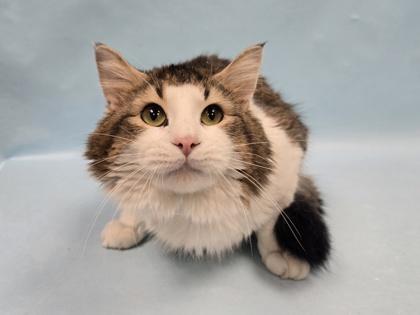 Nutmeg, a Adoptable mixed breed in Golden Valley, MN image 2/2