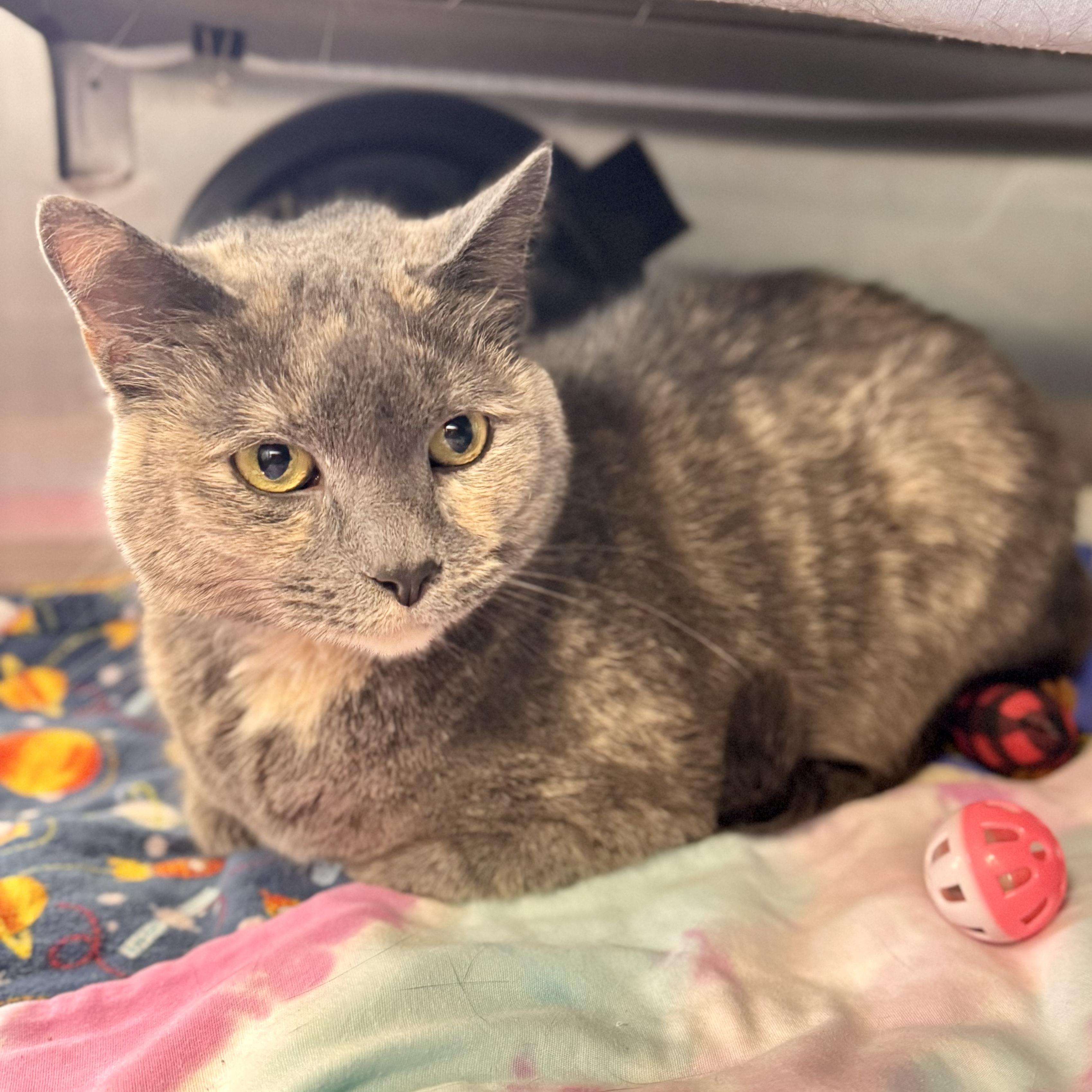 Enlarge Bell, an adopted Domestic Short Hair in Midland, MI image 2/2