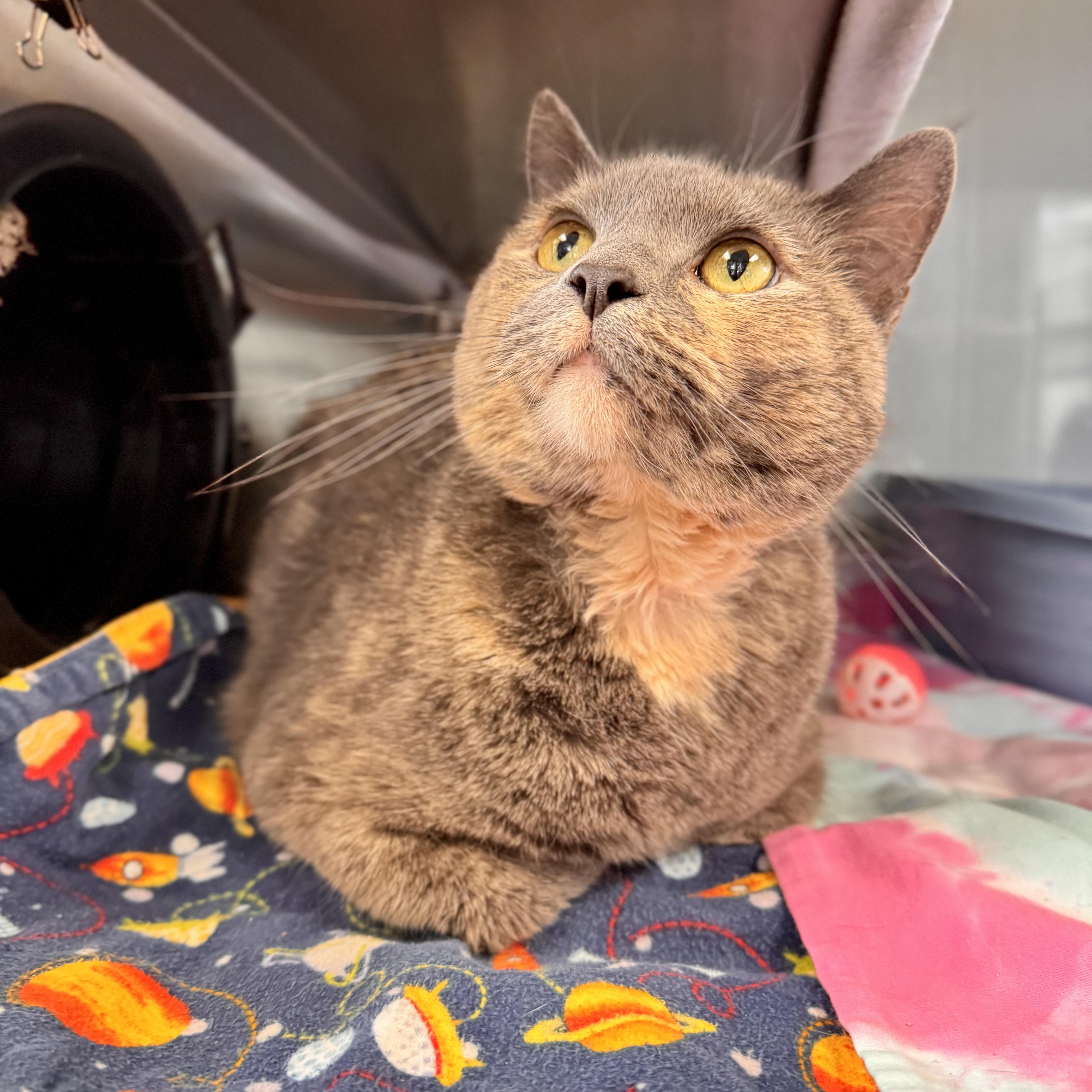 Bell, adopted, Adult Female Domestic Short Hair.