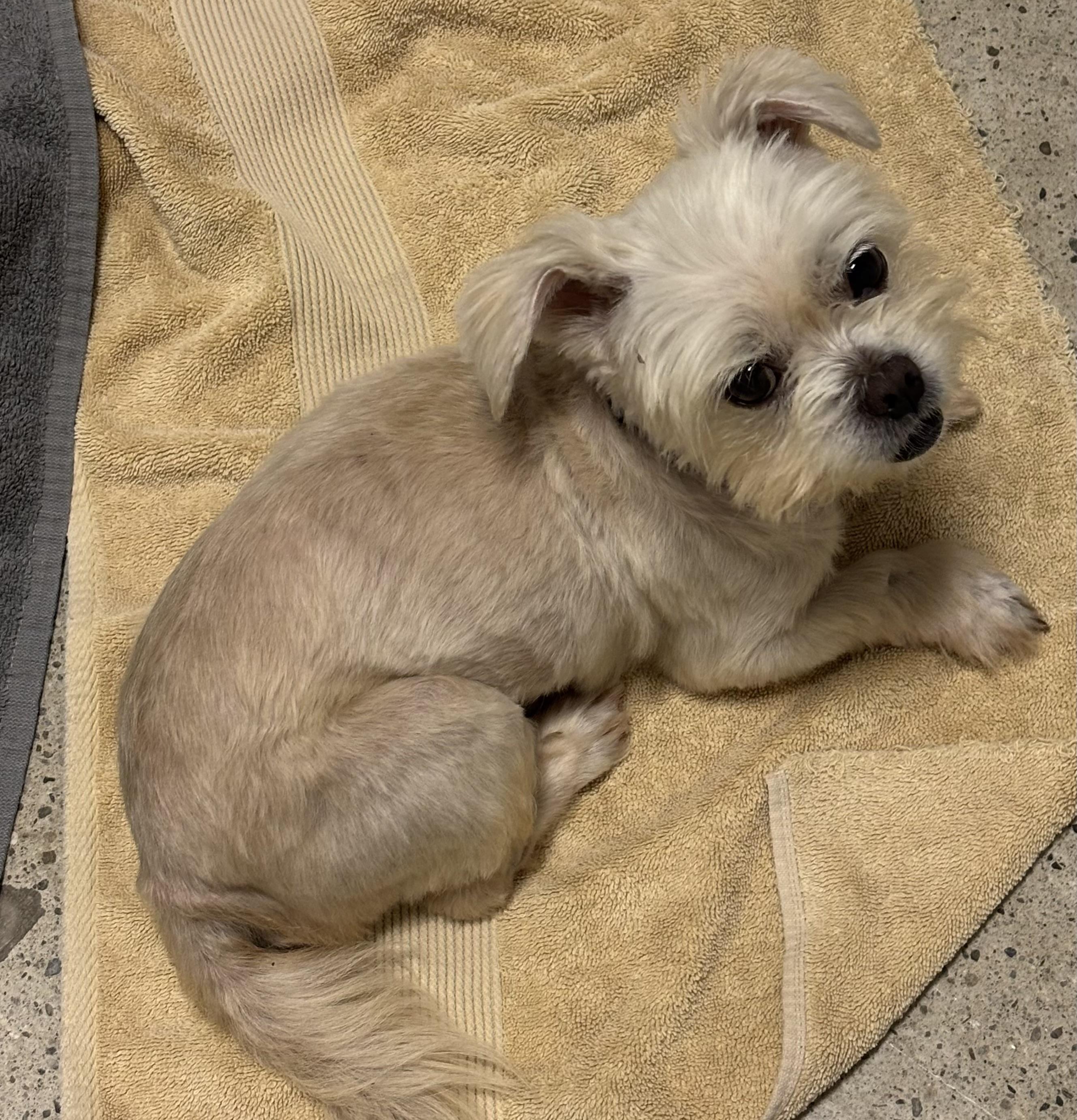Johnny B. Good, ADOPTABLE, Adult Male Maltese.