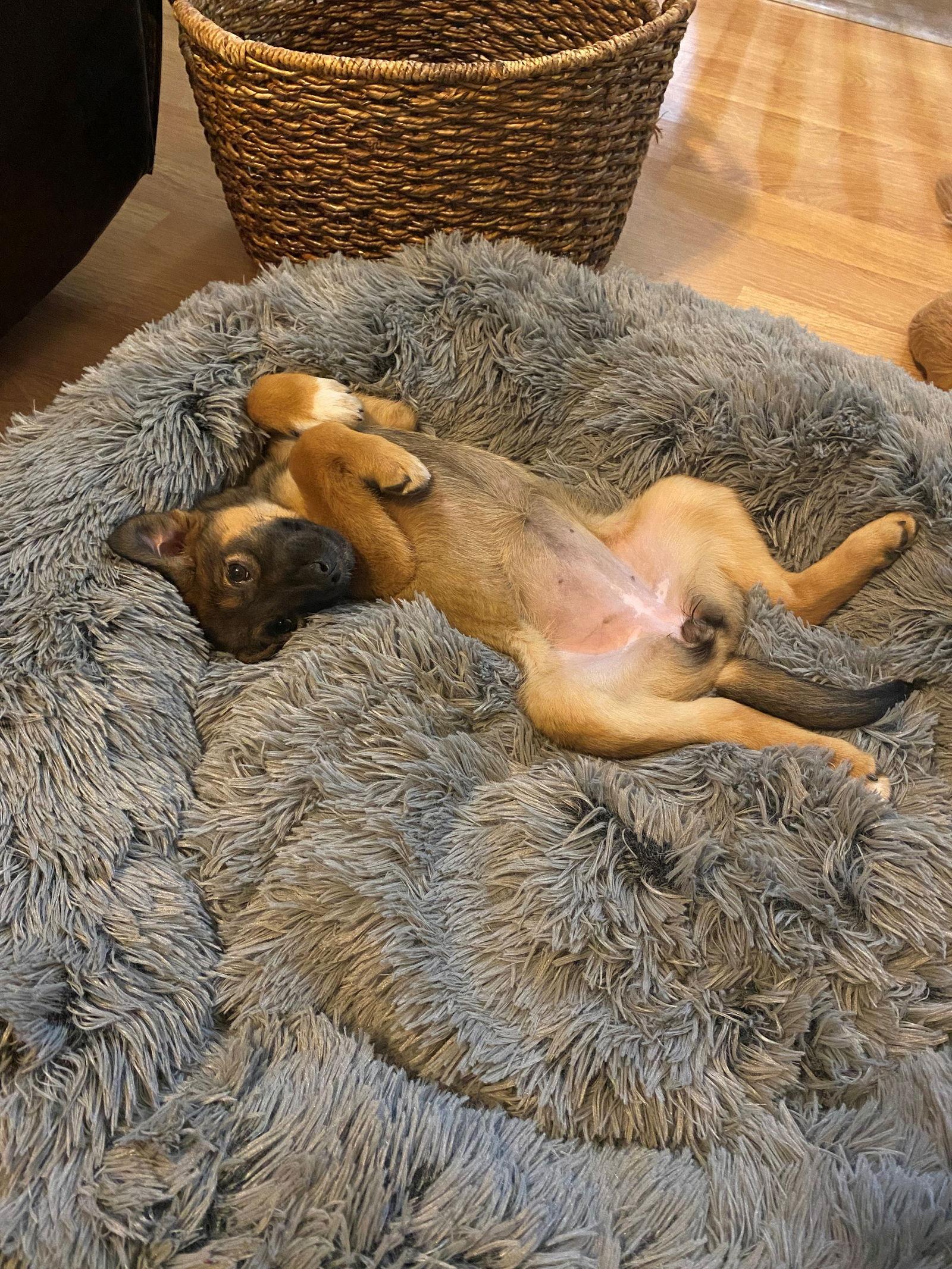 Cookie, Adopted, Puppy Female Shepherd.