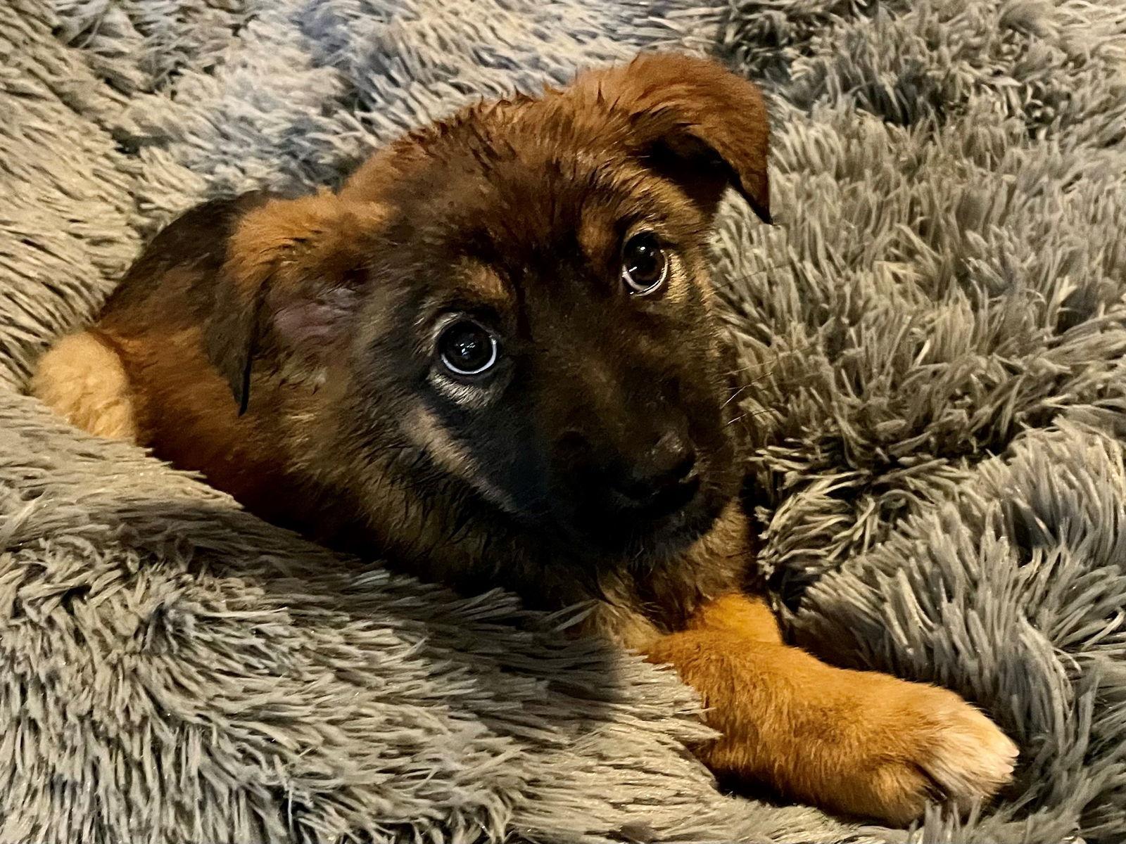 Enlarge Cookie, a Adopted Shepherd in Brandon, SD image 2/3