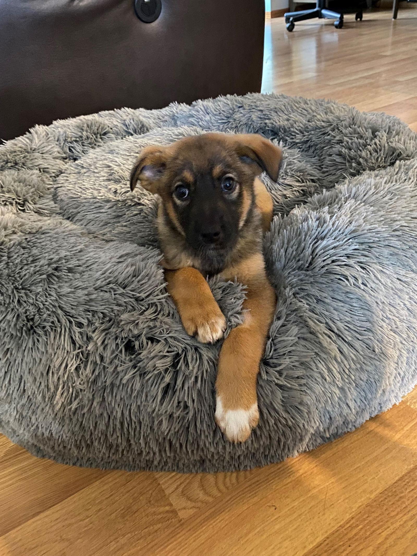 Enlarge Cookie, a Adopted Shepherd in Brandon, SD image 3/3