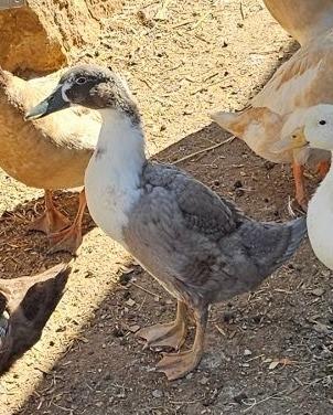 Indy, Adopted, Baby Female Duck.