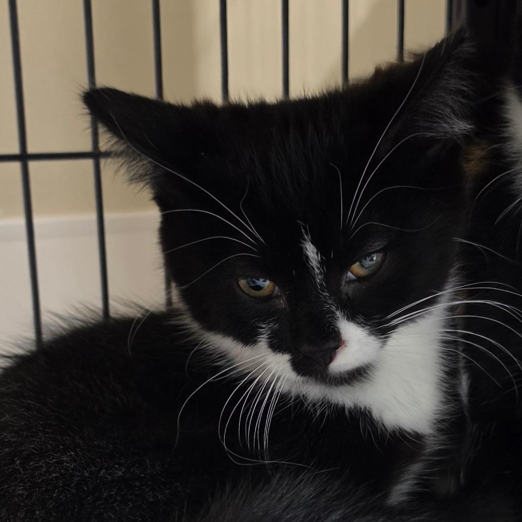 Pavlova, Adoptable, Kitten Female Domestic Short Hair.