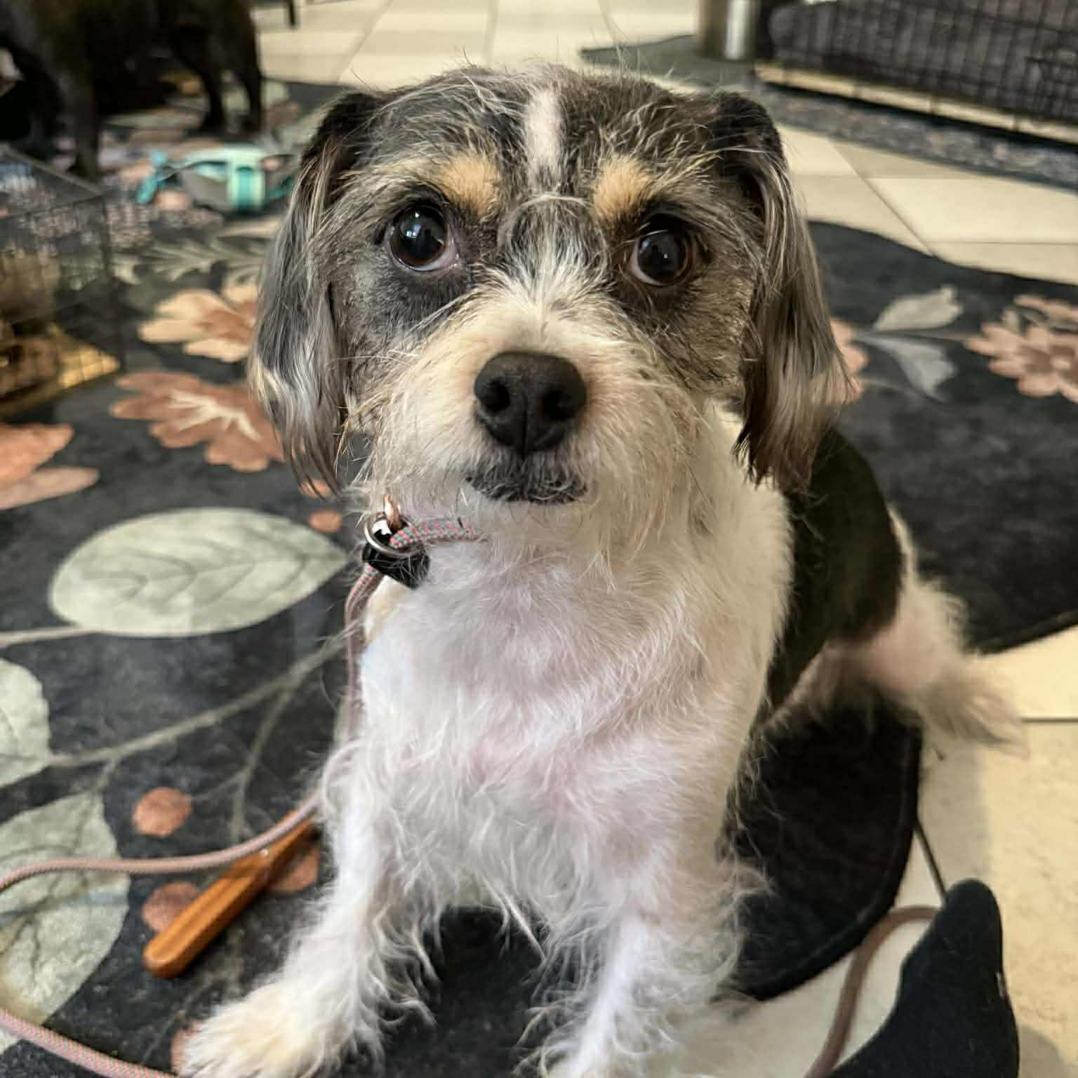 Bitsy, ADOPTABLE, Adult Female Border Terrier & Shih Tzu.