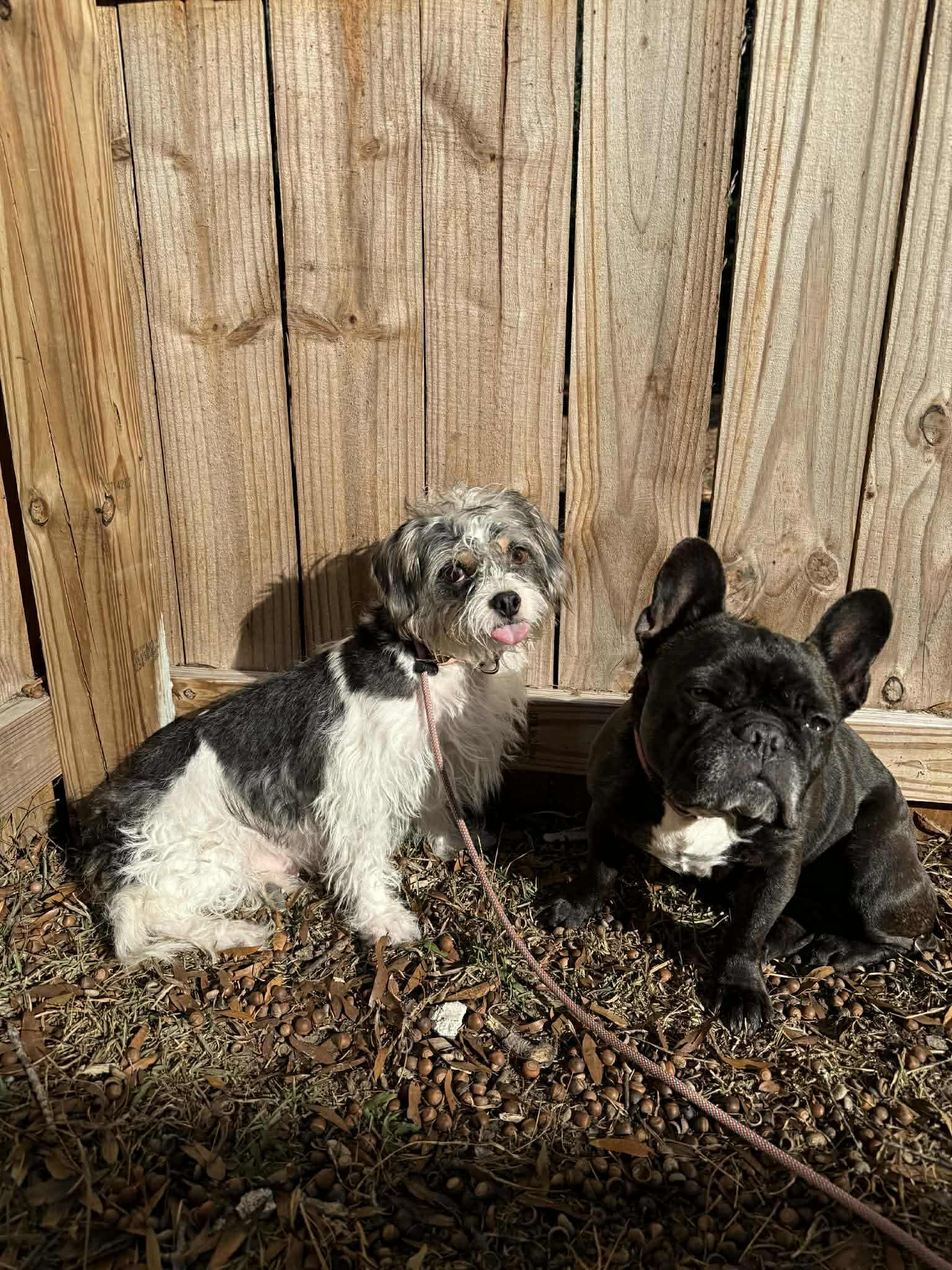 Enlarge Bitsy, a ADOPTABLE mixed breed in North Charleston, SC image 5/5