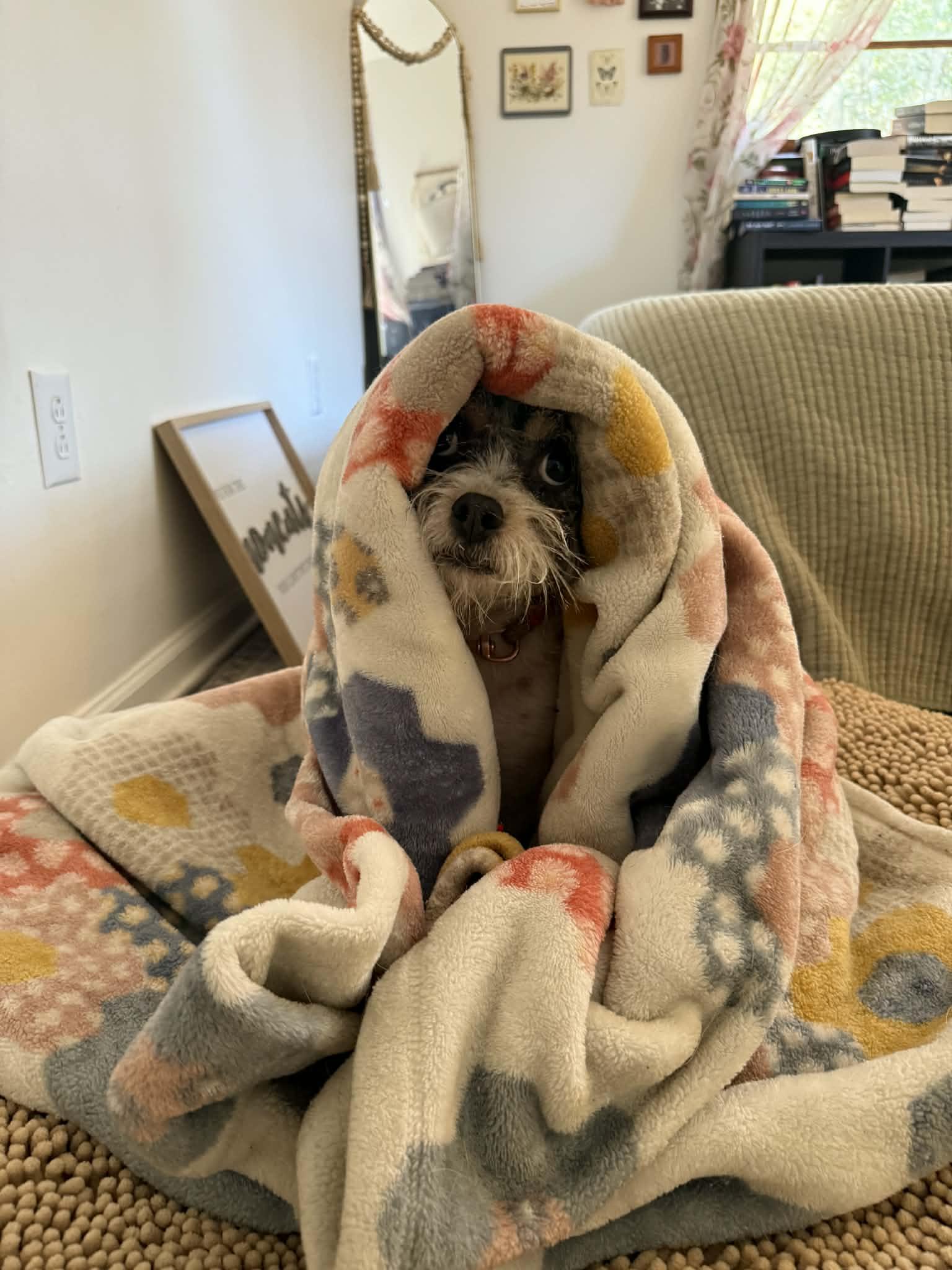 Enlarge Bitsy, a ADOPTABLE mixed breed in North Charleston, SC image 2/5