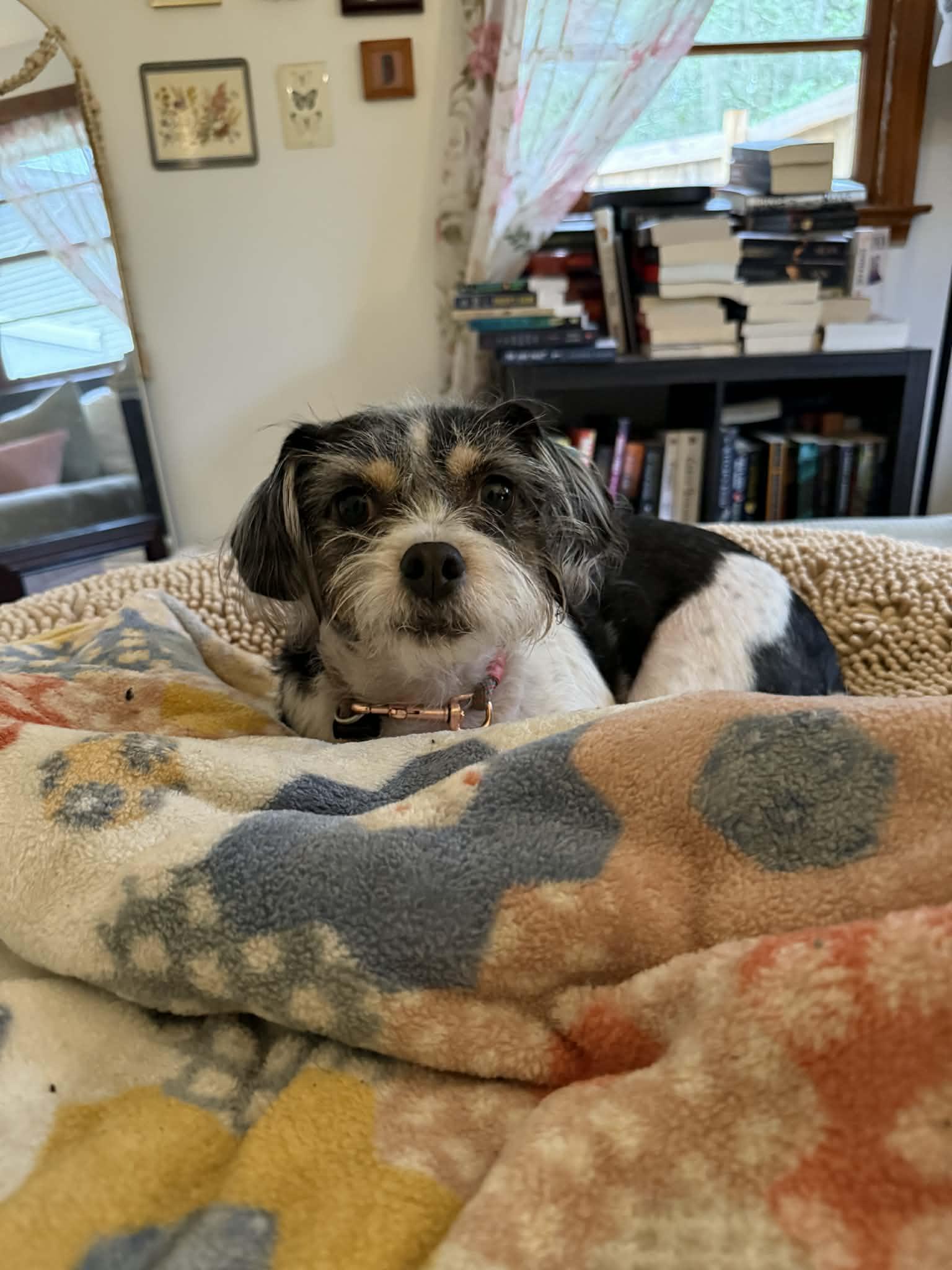 Enlarge Bitsy, a ADOPTABLE mixed breed in North Charleston, SC image 4/5