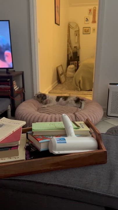 Enlarge Bitsy, a ADOPTABLE mixed breed in North Charleston, SC video 3/5