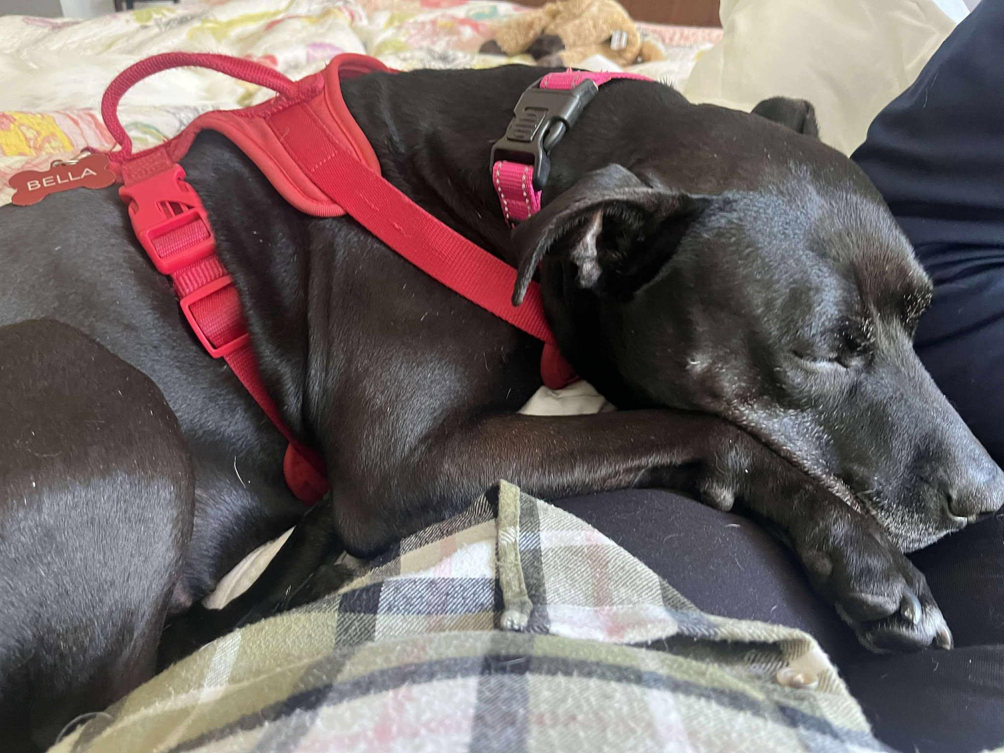 Bella — thumbnail 4