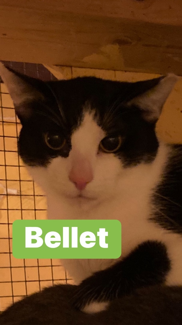 Bellet, Adoptable, Young Female Domestic Short Hair.