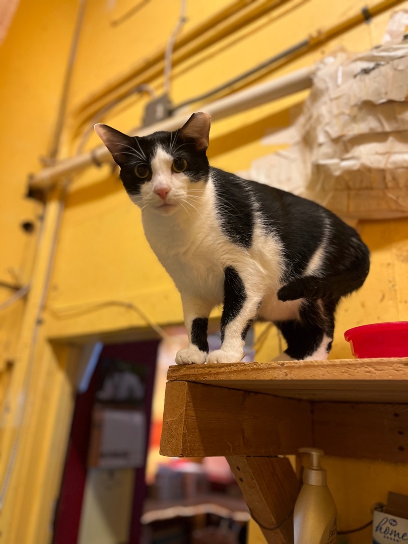 Bellet, a Adoptable Domestic Short Hair in Memphis, TN image 2/6