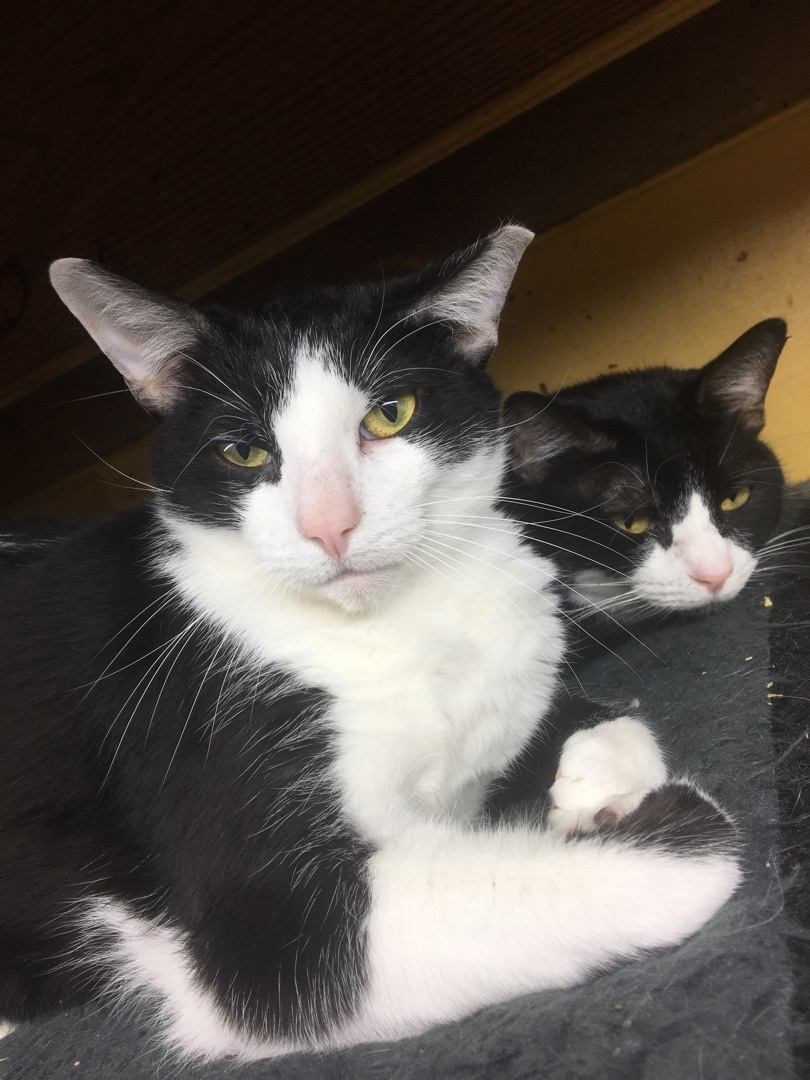 Bellet, a Adoptable Domestic Short Hair in Memphis, TN image 3/6