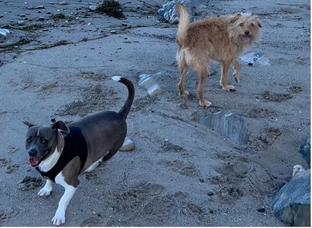 Enlarge Xyla, a Adoptable mixed breed in Emeryville, CA image 2/3