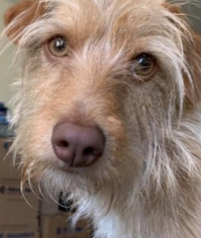 Enlarge Xyla, a Adoptable mixed breed in Emeryville, CA image 1/3