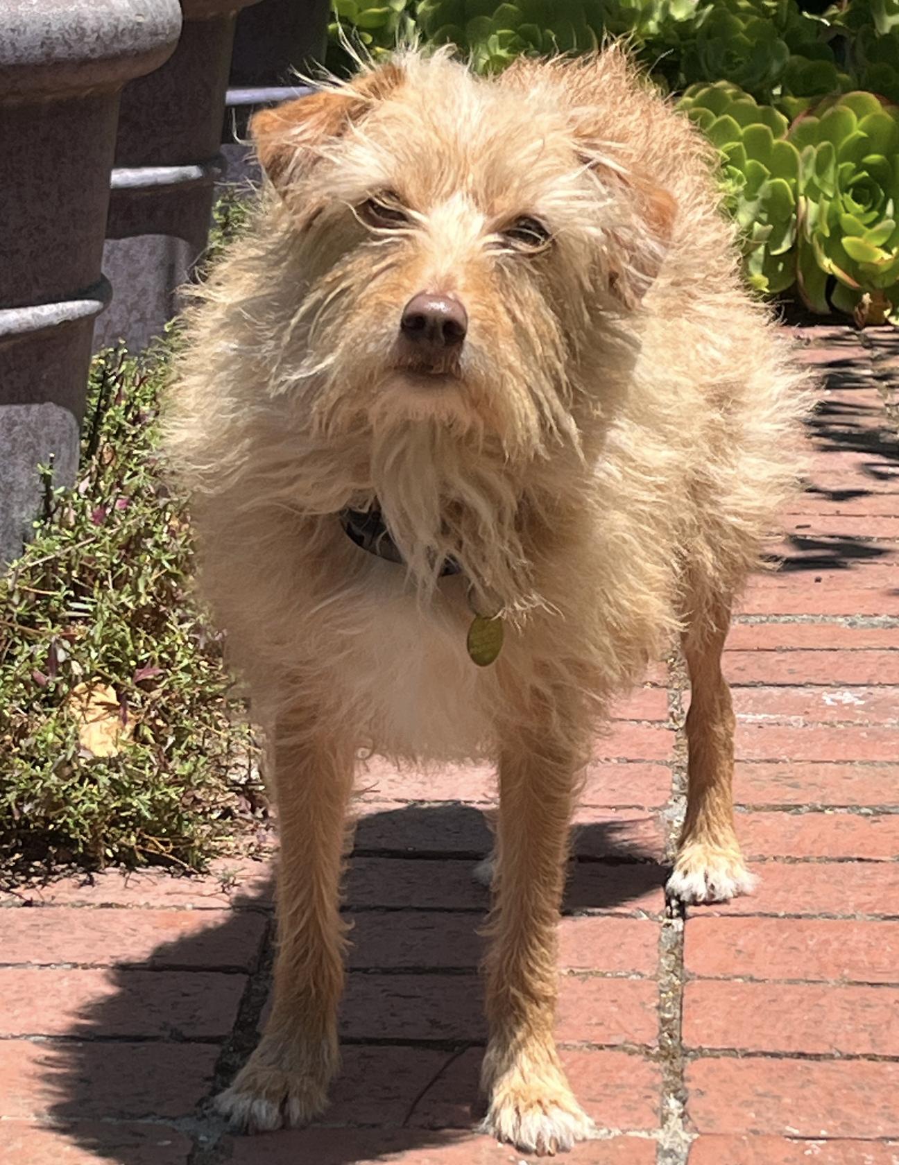 Enlarge Xyla, a Adoptable mixed breed in Emeryville, CA image 3/3