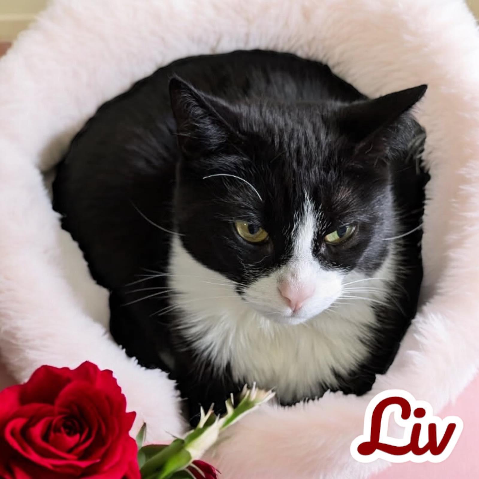 Liv 3