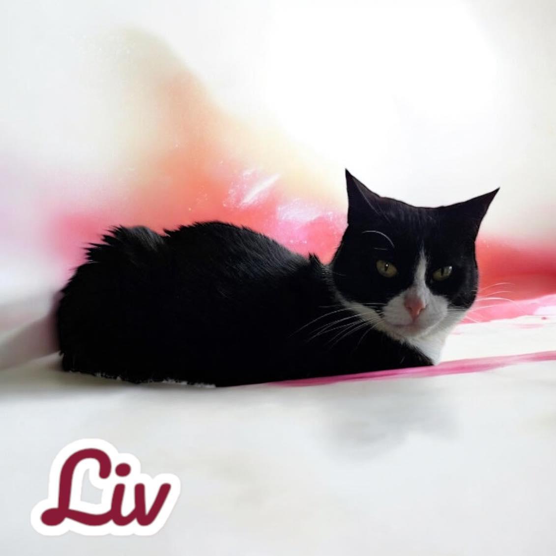 Liv 1