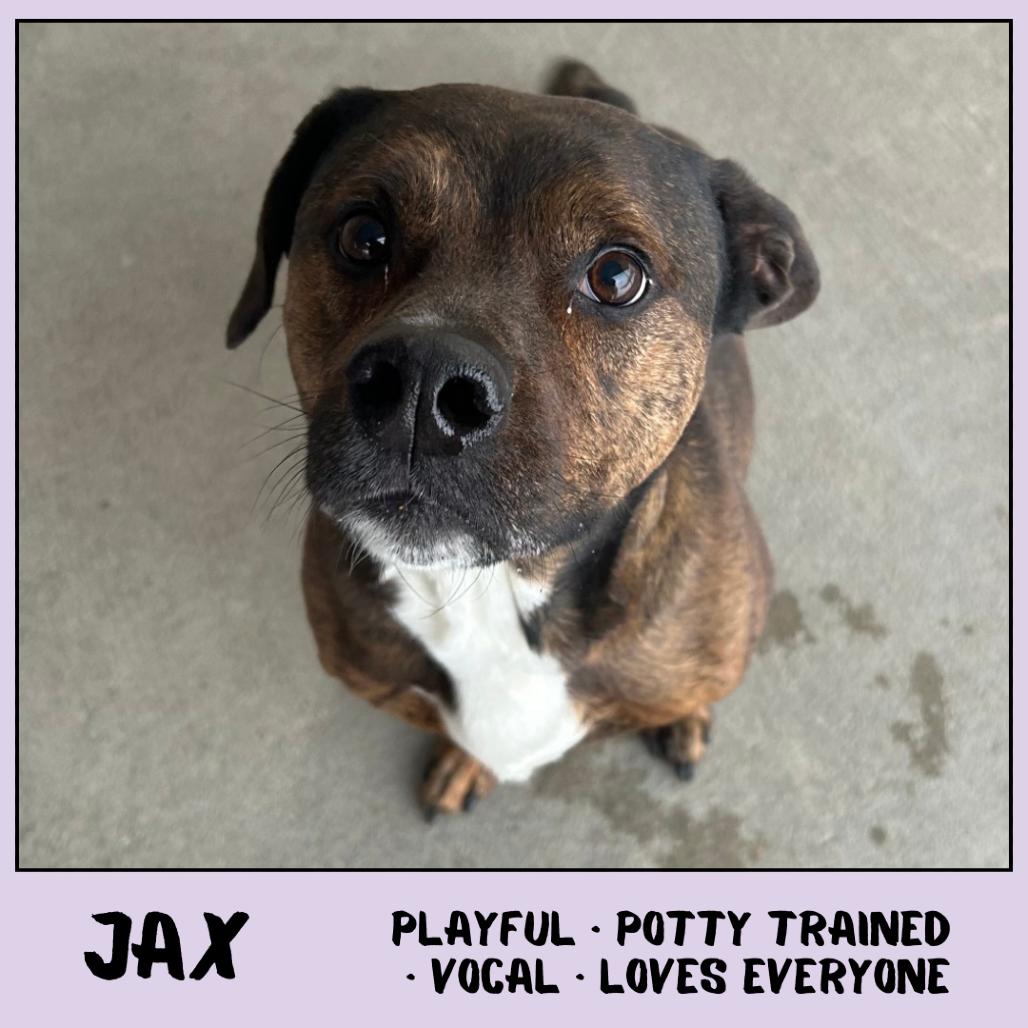 Enlarge Jax, a Adoptable Mixed Breed in Emporia, KS image 1/6