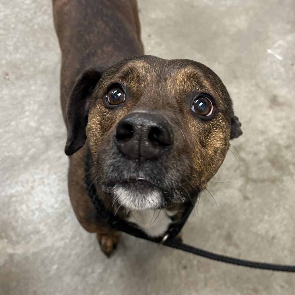 Enlarge Jax, a Adoptable Mixed Breed in Emporia, KS image 2/6