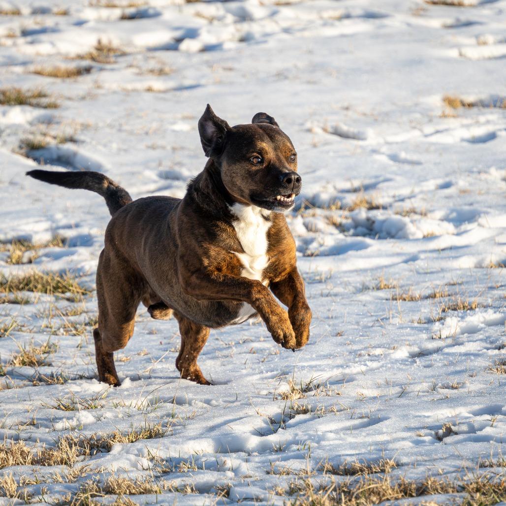Enlarge Jax, a Adoptable Mixed Breed in Emporia, KS image 3/6