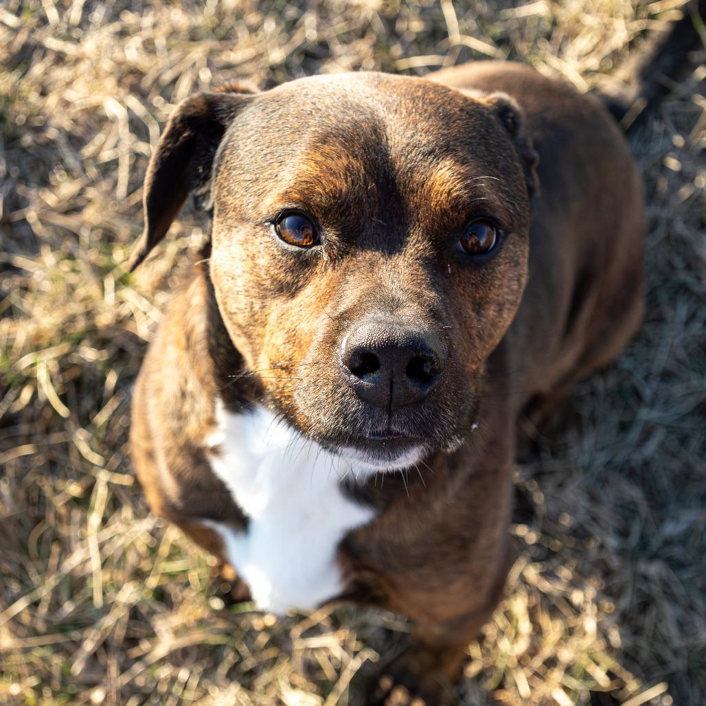 Enlarge Jax, a Adoptable Mixed Breed in Emporia, KS image 4/6