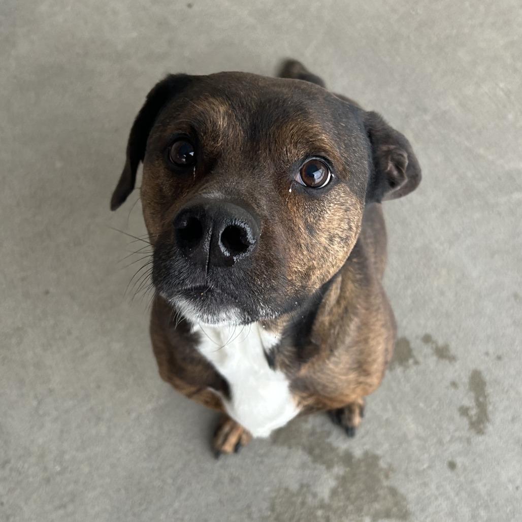 Enlarge Jax, a Adoptable Mixed Breed in Emporia, KS image 5/6