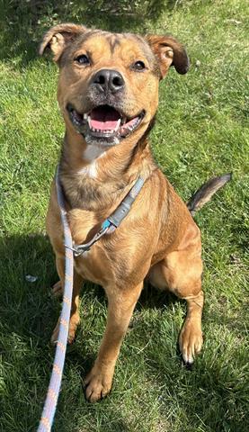 BUMP, Adoptable, Young Male Black Mouth Cur & Mixed Breed.