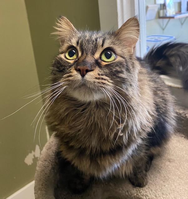 Raspy, Adoptable, Senior Male Domestic Long Hair.