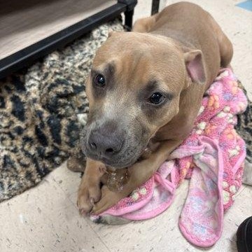 Enlarge Gracie, a Adopted mixed breed in Ashland, VA image 1/2