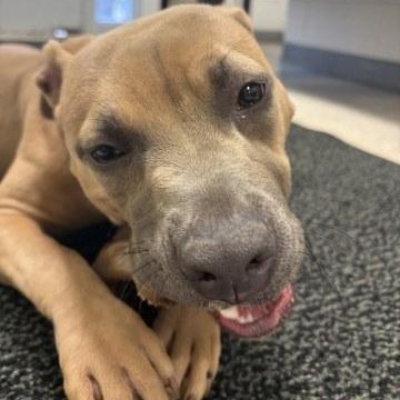 Enlarge Gracie, a Adopted mixed breed in Ashland, VA image 2/2