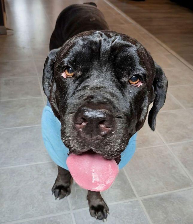 Kruger, an adopted Cane Corso in Larkspur, CO image 3/6