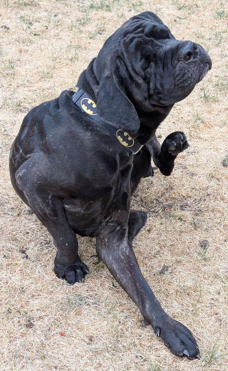 Kruger, an adopted Cane Corso in Larkspur, CO image 2/6