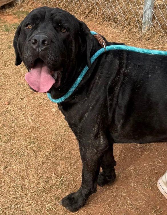 Kruger, an adopted Cane Corso in Larkspur, CO image 6/6