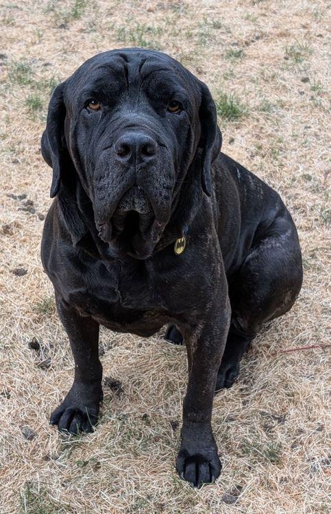 Kruger, an adopted Cane Corso in Larkspur, CO image 1/6