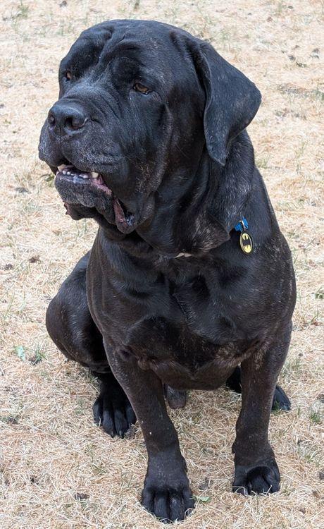 Kruger, an adopted Cane Corso in Larkspur, CO image 4/6
