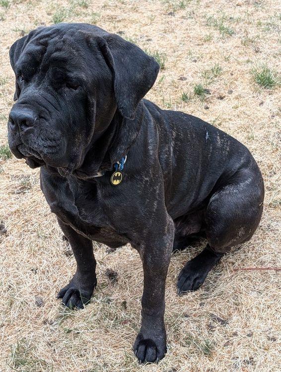 Kruger, an adopted Cane Corso in Larkspur, CO image 5/6