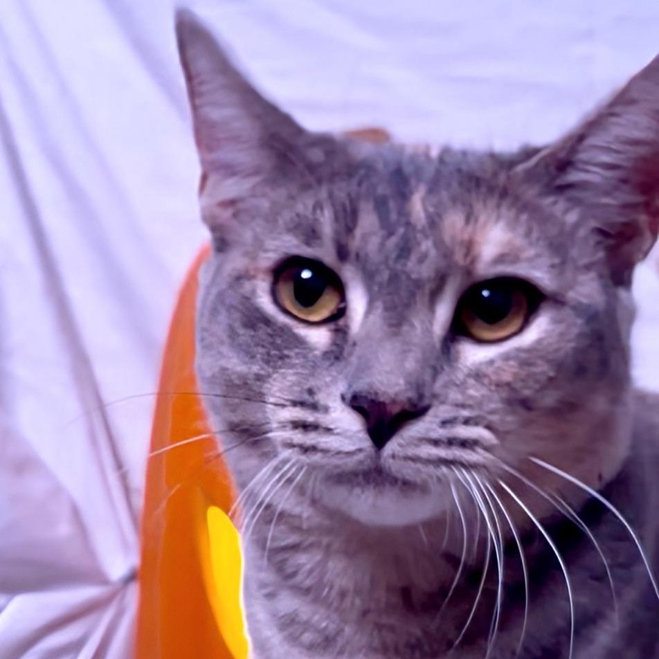 Enlarge Delcatty, a Adoptable Domestic Short Hair in Long Beach, CA image 1/6