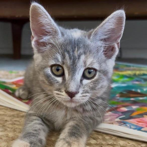 Delcatty — thumbnail 2