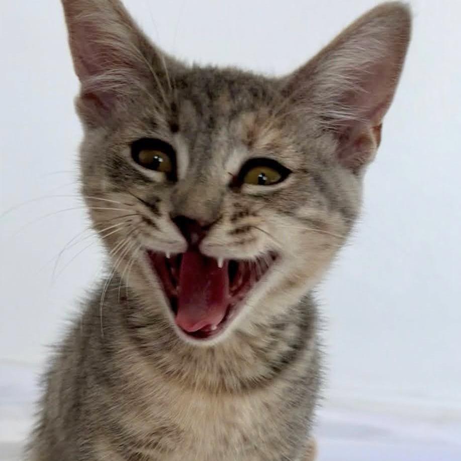 Enlarge Delcatty, a Adoptable Domestic Short Hair in Long Beach, CA image 3/6