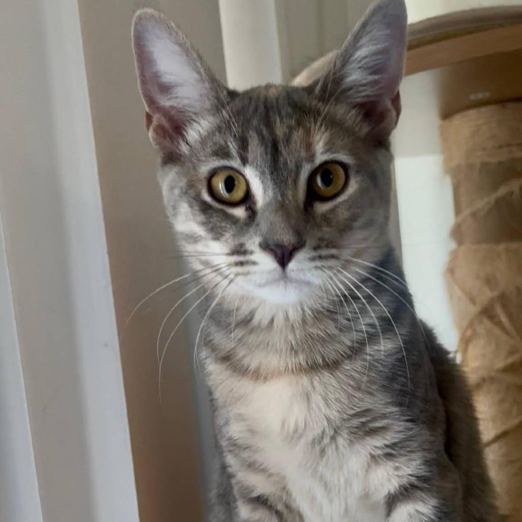 Enlarge Delcatty, a Adoptable Domestic Short Hair in Long Beach, CA image 4/6