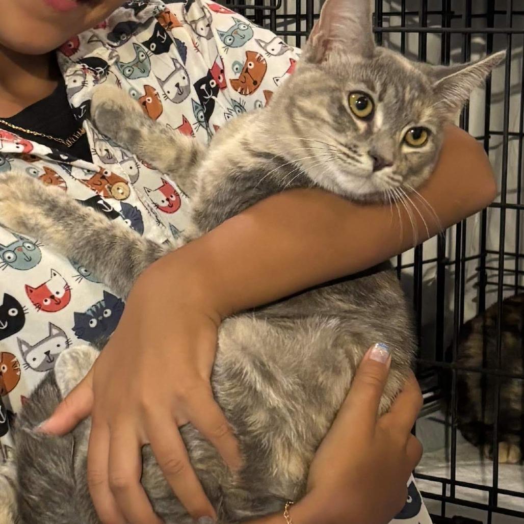 Enlarge Delcatty, a Adoptable Domestic Short Hair in Long Beach, CA image 5/6