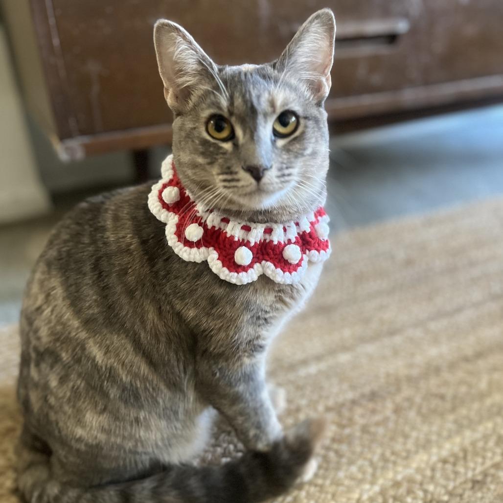 Enlarge Delcatty, a Adoptable Domestic Short Hair in Long Beach, CA image 6/6