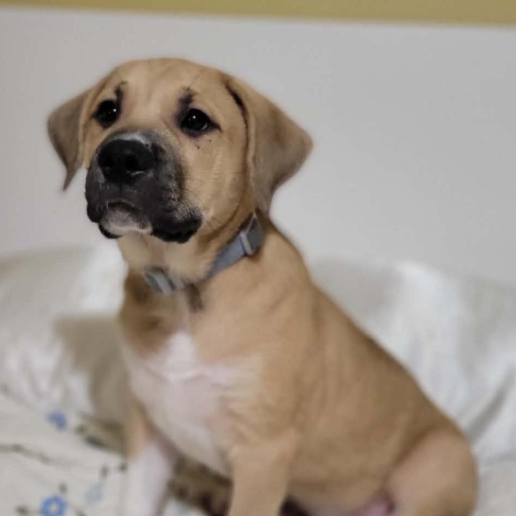 Enlarge Beau, a Adoptable mixed breed in Ferndale, MI image 2/6