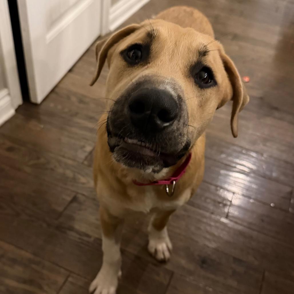 Enlarge Beau, a Adoptable mixed breed in Ferndale, MI image 3/6